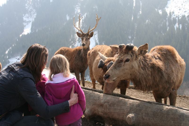 Herten-voeren-in-Wildpark-Aurach