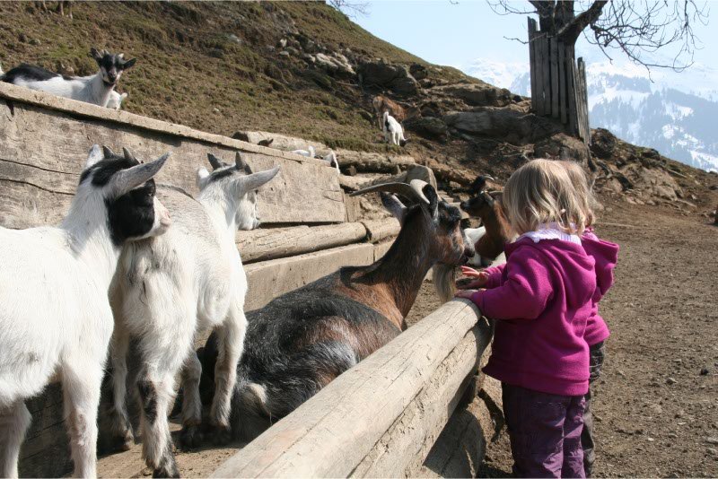 Of-is-het-nou-een-bok