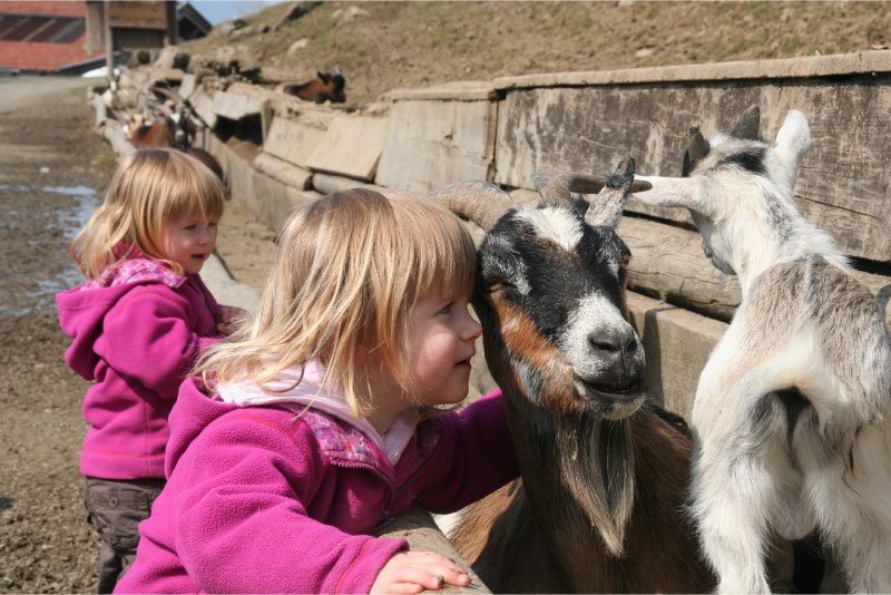 Ook-een-geit-hoort-er-bij