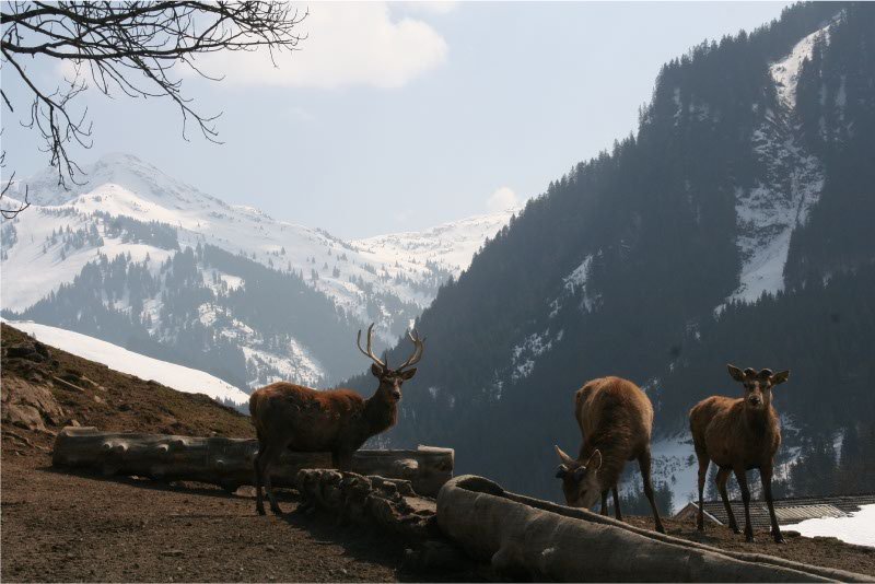 Prachtig-vergezicht-Wildpark-Aurach