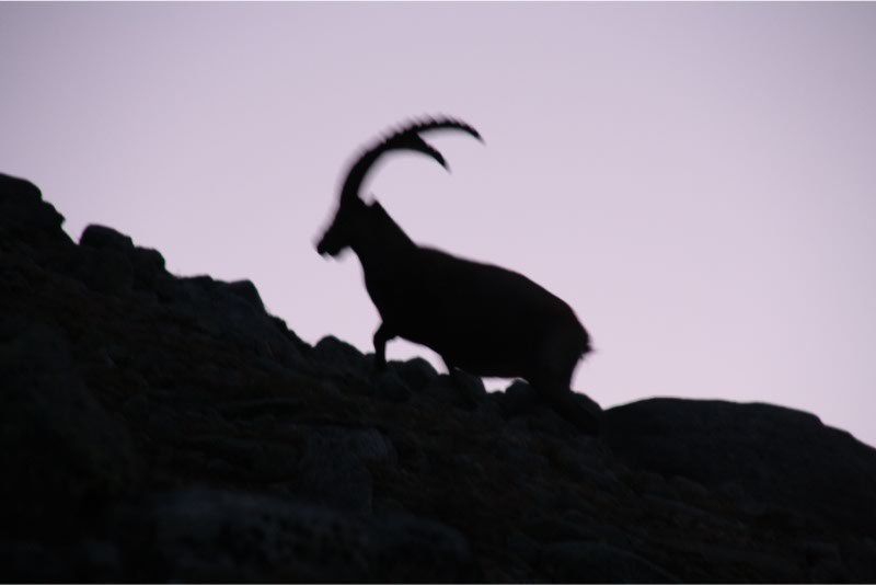 Steenbok-op-15-meter