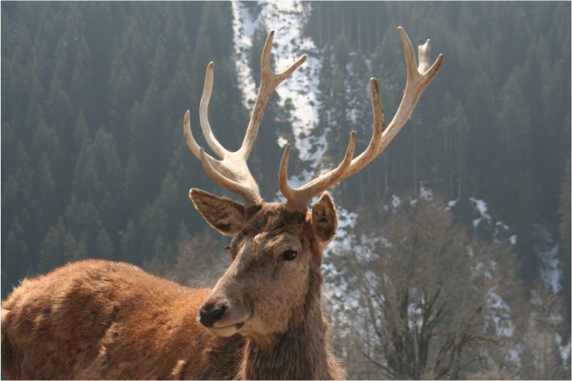 Wildpark-Aurach-oog-in-oog-met-Edelhert